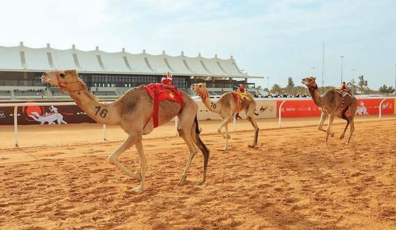 Al Janadriyah – Camel Racing